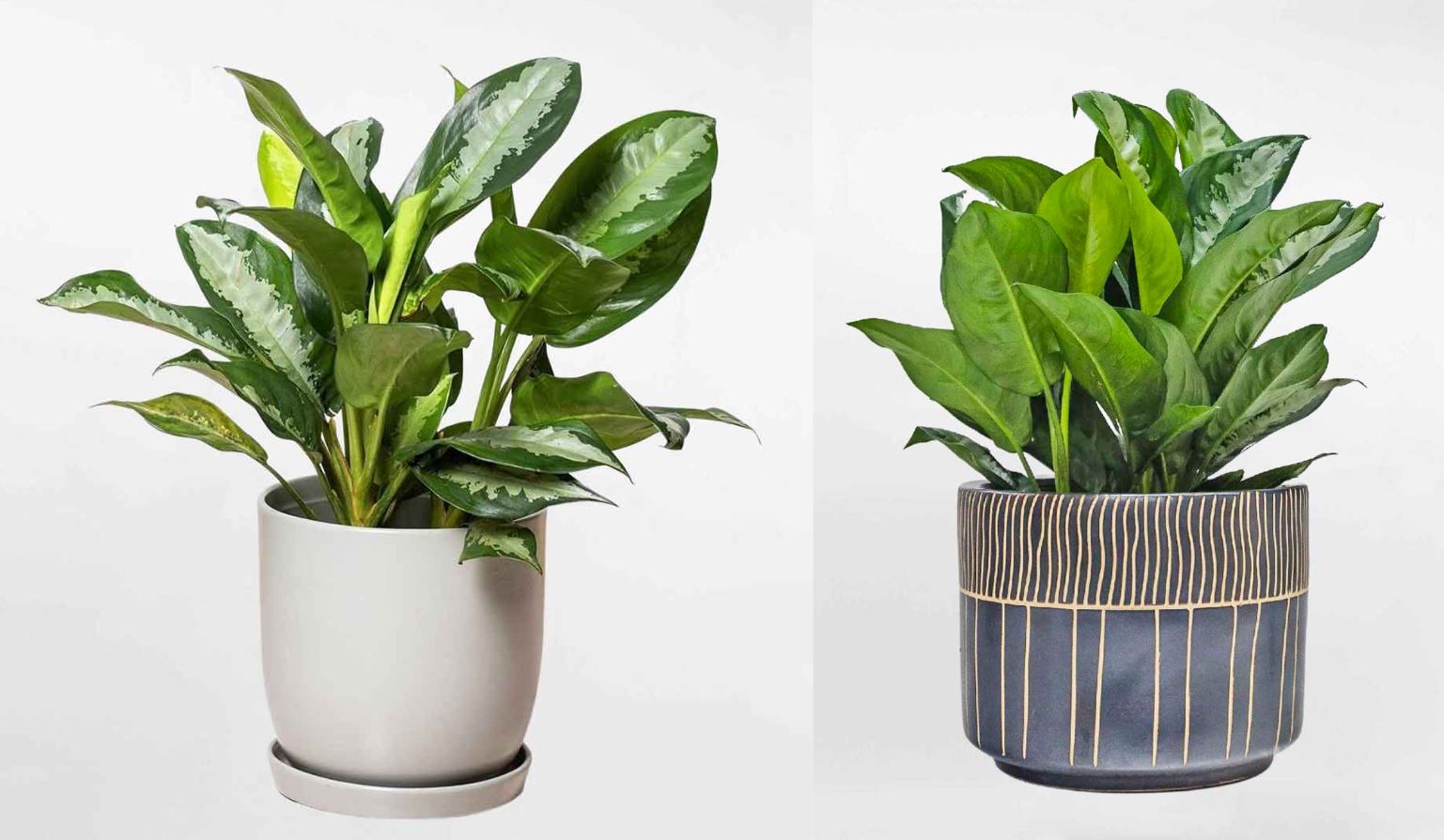 Ý nghĩa phong thủy của cây Ngân Hậu